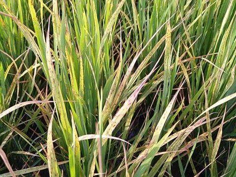 Hoja de arroz analizada por la IA